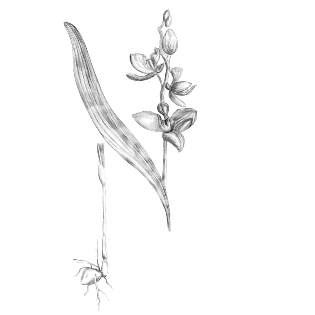 A pencil drawing of an orchid in the style of 18th century botanical illustrations