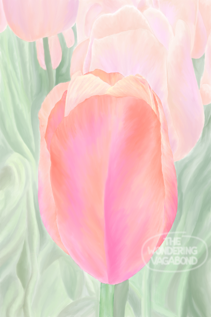 A digital painting of a close up tulip with vibrant pink and orange colors
